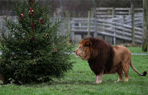 320名圣诞老人整体冲浪？？？？？？八一八圣诞节奇闻趣事