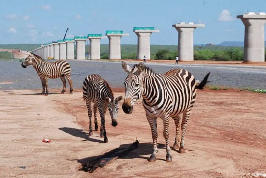 肯尼亚总统高度赞赏，，，，乞力马扎罗山下LETOU乐投绿闪灼